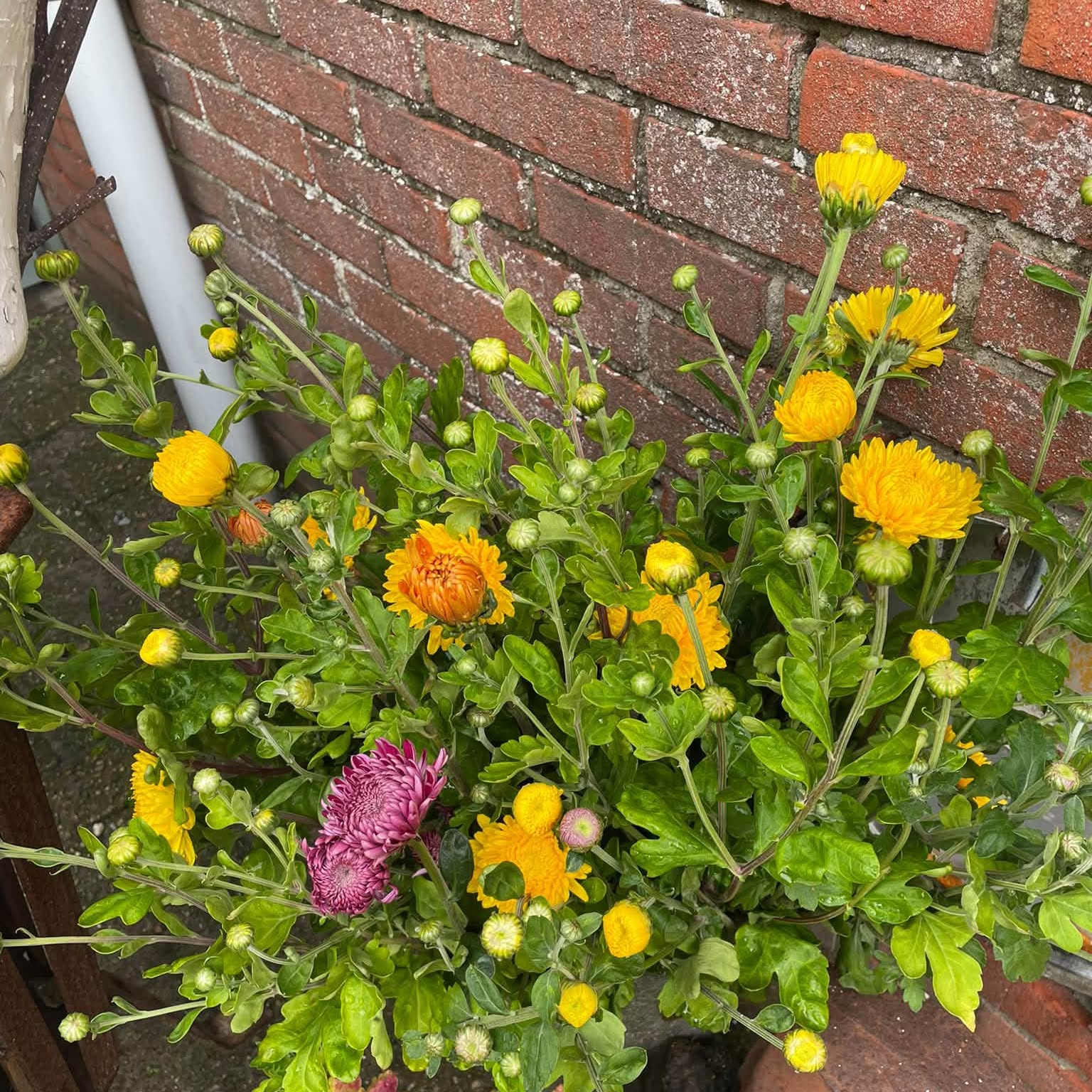 Gele en oranje chrysanten