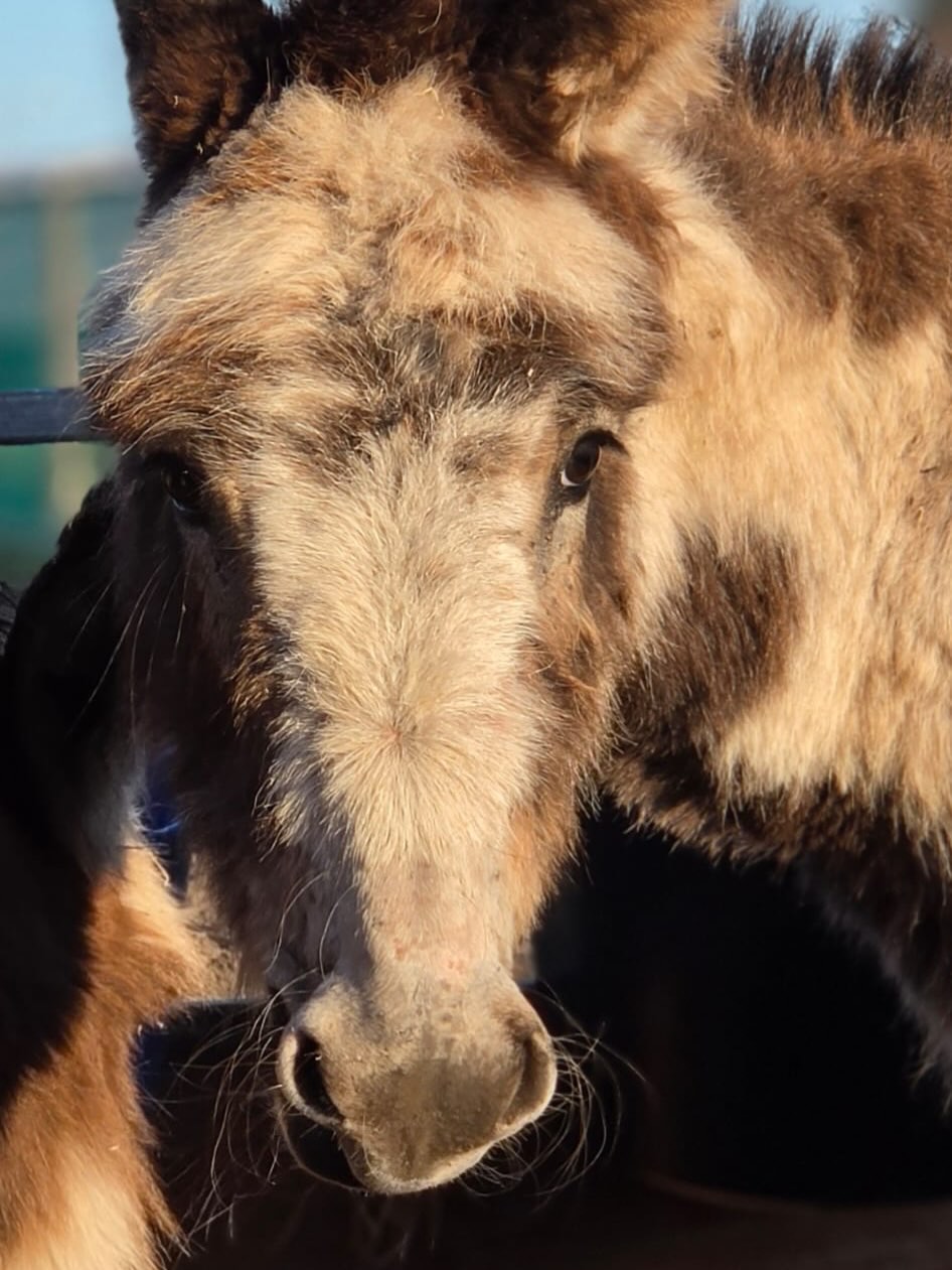 Close-up van een ezel