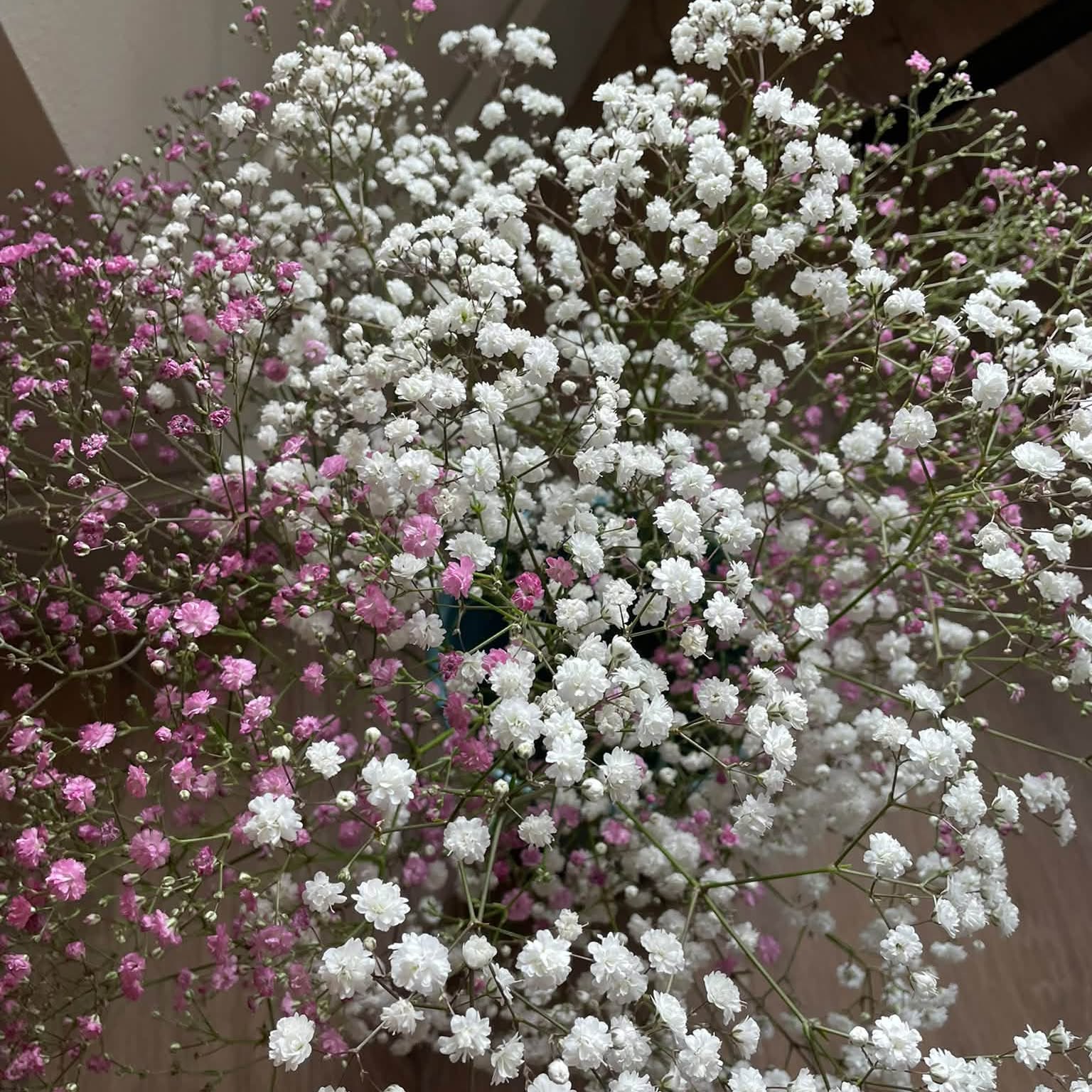 Wit en roze gipskruid