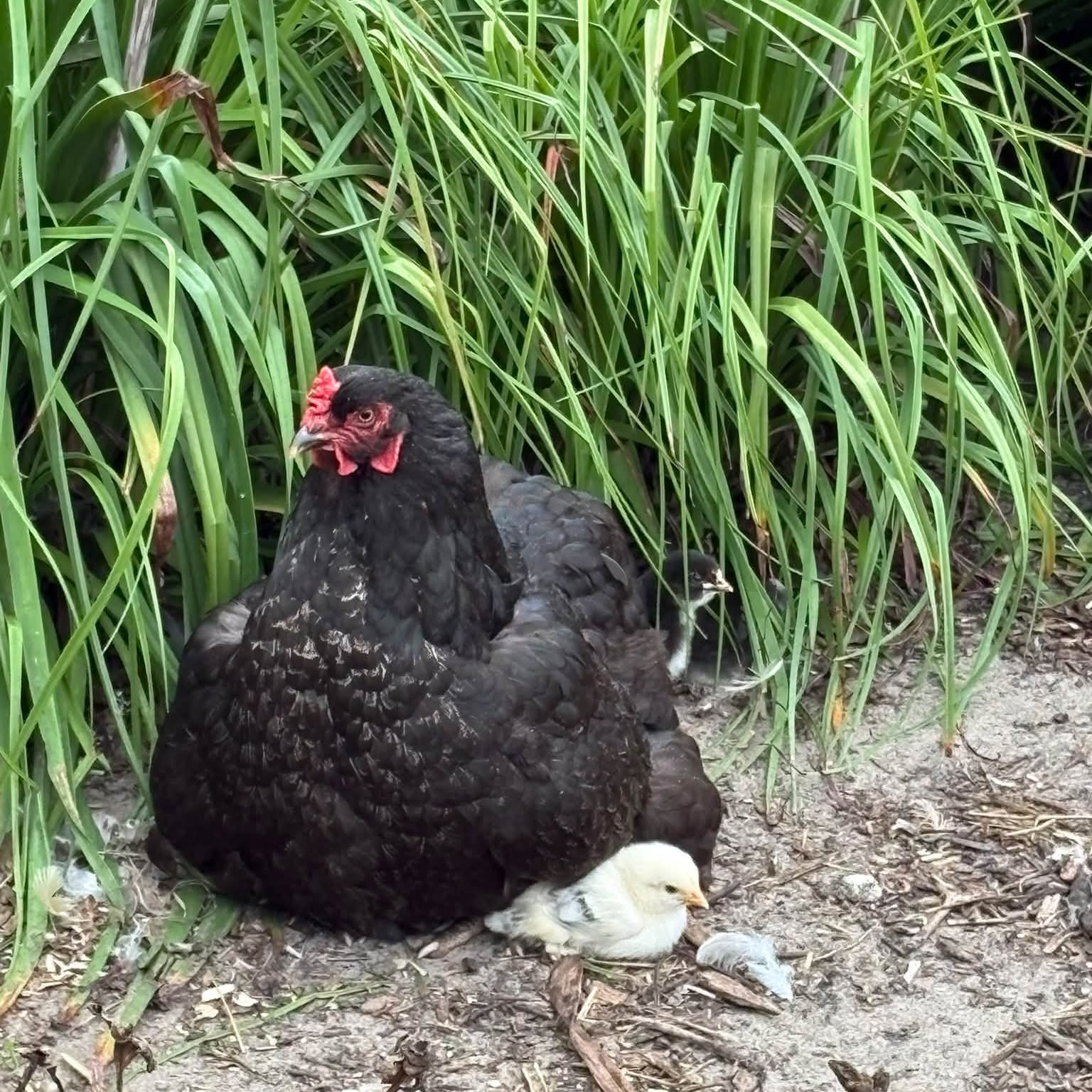 Zwarte kip met een kuiken