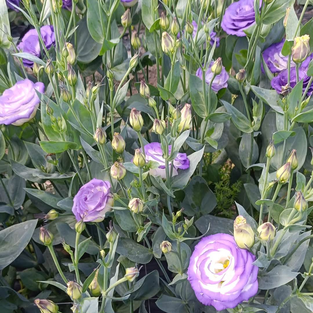 Paarse en witte lisianthus in de tuin