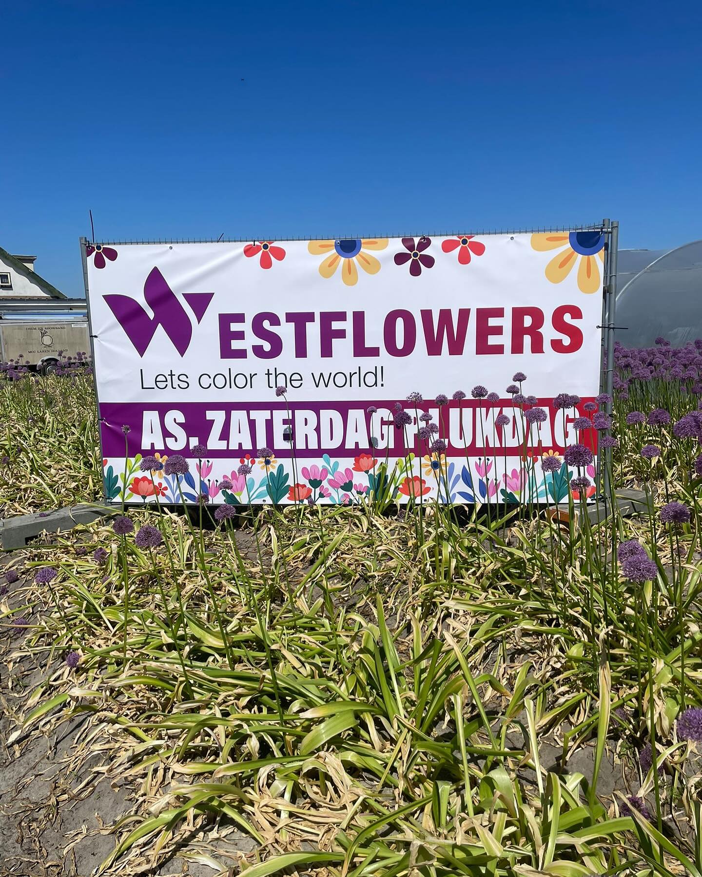 Spandoek van West Flowers tussen de sieruien