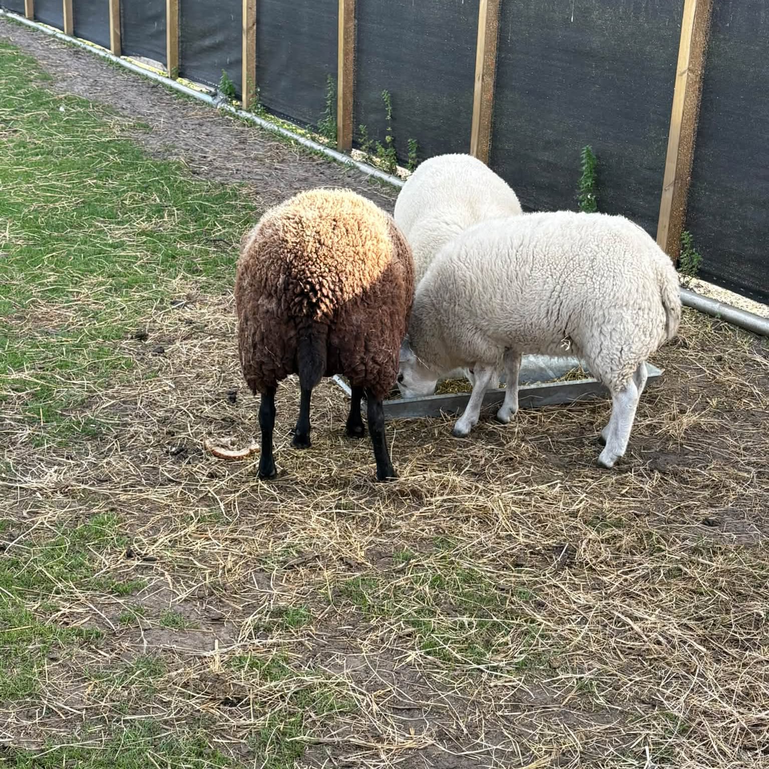 Twee schapen bij de voerbak
