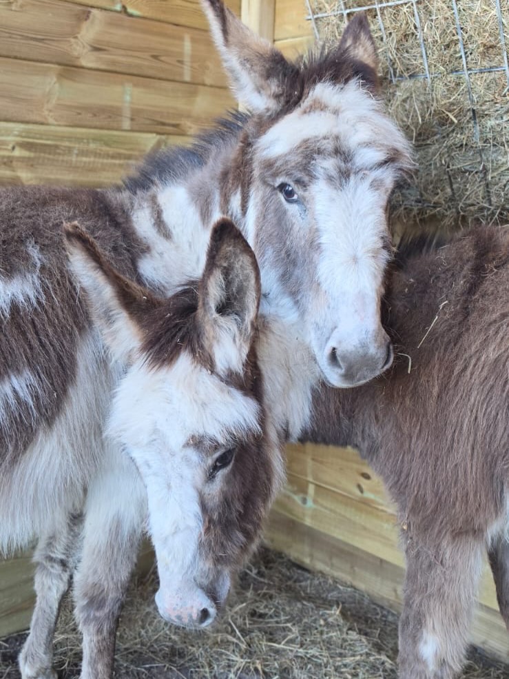 Twee ezels in de stal bij het hooi