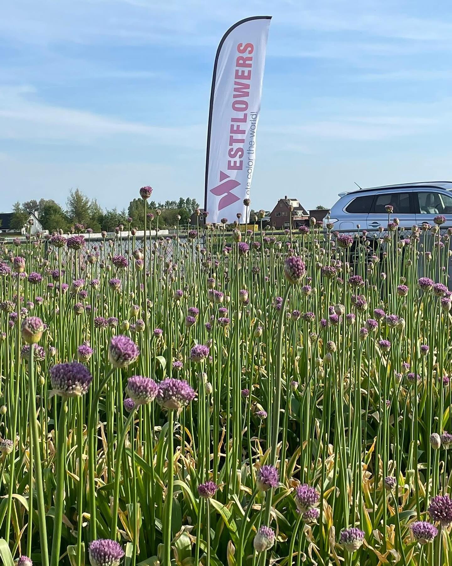 Bloemenveld van West Flowers met de beachvlag